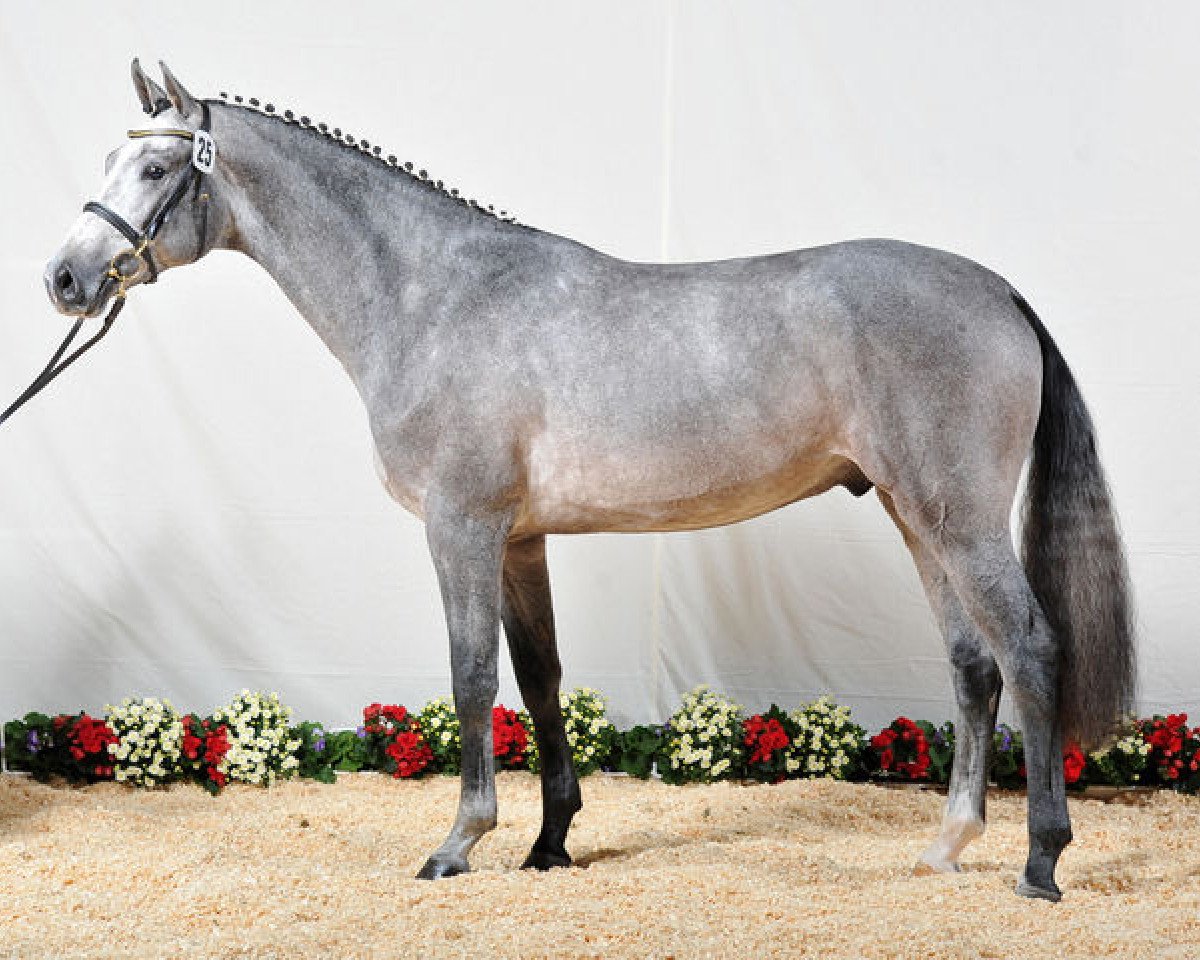 Deckhengst Clarcon (Holsteiner, 2010, von Casall Ask)