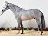 stallion Clarcon (Holsteiner, 2010, from Casall Ask)