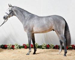 stallion Clarcon (Holsteiner, 2010, from Casall Ask)