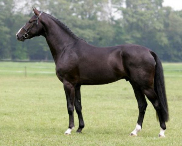 stallion Discovery (Holsteiner, 2002, from Dolany)