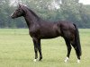 stallion Discovery (Holsteiner, 2002, from Dolany)