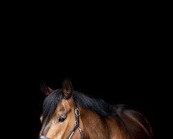 dressage horse Herzbaron (Hanoverian, 2007, from Herzensdieb)