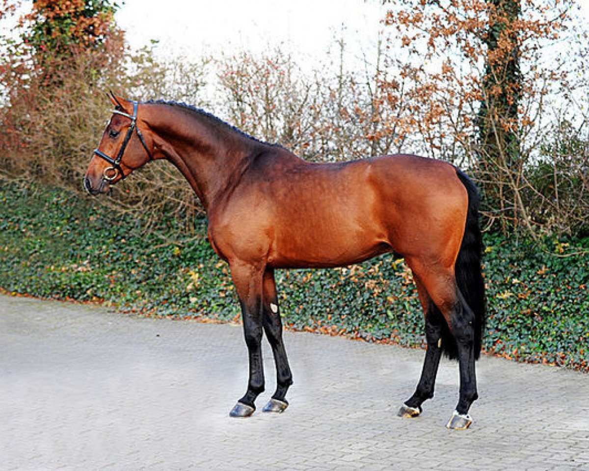 Deckhengst Cascadello II (Holsteiner, 2010, von Casall Ask)