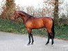 stallion Cascadello II (Holsteiner, 2010, from Casall Ask)