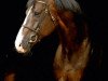 stallion Quintero (Holsteiner, 1998, from Quantum)