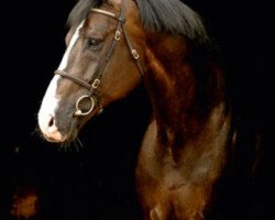 stallion Quintero (Holsteiner, 1998, from Quantum)