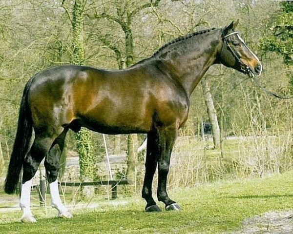 Deckhengst Voltaire (Hannoveraner, 1979, von Furioso II)