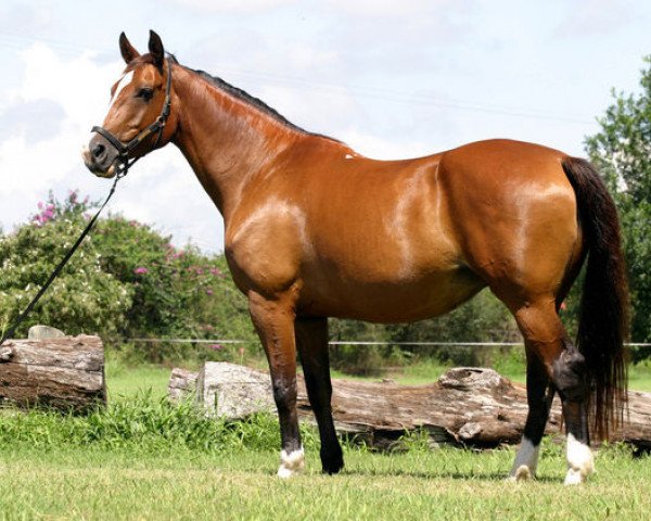 broodmare Rendez Vous (KWPN (Royal Dutch Sporthorse), 1998, from Voltaire)