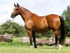 broodmare Rendez Vous (KWPN (Royal Dutch Sporthorse), 1998, from Voltaire)