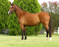 broodmare Chiquina LS (KWPN (Royal Dutch Sporthorse),  , from Chiquitin La Silla)