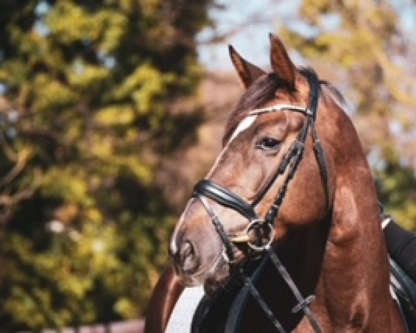 Springpferd Georgia 215 (Zangersheide Reitpferd, 2016, von George Z)