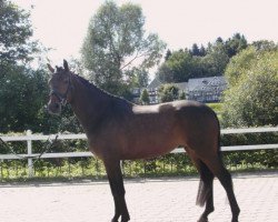 broodmare Frieda S (Westphalian, 2008, from Fleury)