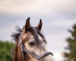 Springpferd TI Dark Max (Deutsches Reitpony, 2015, von Dear Max DSP)