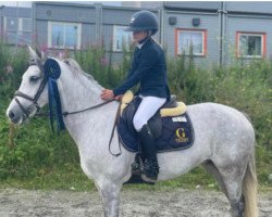 Pferd Munsboro Caddlemare (Welsh-Cob (Sek. D), 2012)