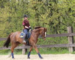 jumper La Viva 3 (Hanoverian, 2005, from World Diamond O)