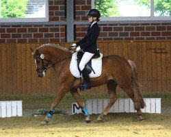 dressage horse Cooper Number One (Pony without race description, 2006)