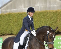 dressage horse Serge Leon (Oldenburg, 2009, from Sergio Rossi)