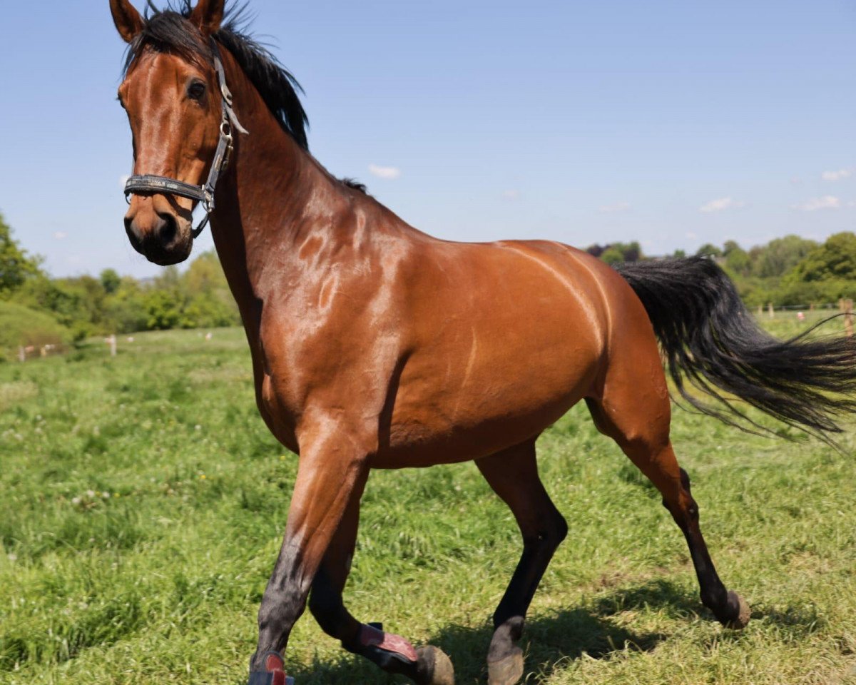 dressage horse Flynn 31 (Westphalian, 2012, from Friedensritter)