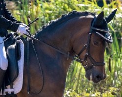 dressage horse Delory Vom Feinen Lord (German Riding Pony, 2011, from Der feine Lord AT)