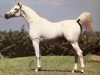 stallion Prichal 1973 ox (Arabian thoroughbred, 1973, from Aswan 1958 EAO)