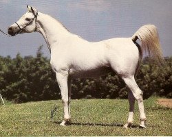 stallion Prichal 1973 ox (Arabian thoroughbred, 1973, from Aswan 1958 EAO)