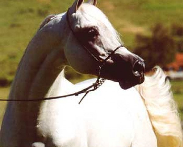 stallion Don el Chall 1988 ox (Arabian thoroughbred, 1988, from Prichal 1973 ox)