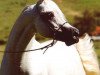 stallion Don el Chall 1988 ox (Arabian thoroughbred, 1988, from Prichal 1973 ox)