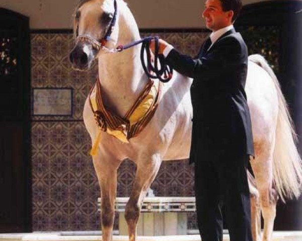 stallion Laman HVP 1997 ox (Arabian thoroughbred, 1997, from Don el Chall 1988 ox)