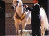 stallion Laman HVP 1997 ox (Arabian thoroughbred, 1997, from Don el Chall 1988 ox)