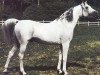 stallion Mamluk 1970 ox (Arabian thoroughbred, 1970, from Aswan 1958 EAO)
