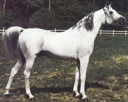 stallion Mamluk 1970 ox (Arabian thoroughbred, 1970, from Aswan 1958 EAO)