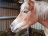 broodmare Abendrot (Haflinger, 2010, from Ahnenstolz)