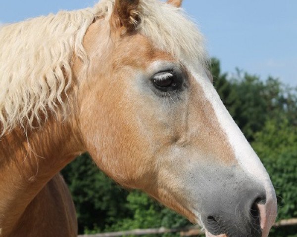 horse Blondie (Haflinger, 1989, from Andy (25% ox))