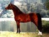 stallion Persimmon ox (Arabian, 1978, from St. Simon ox)