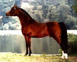 stallion Persimmon ox (Arabian, 1978, from St. Simon ox)