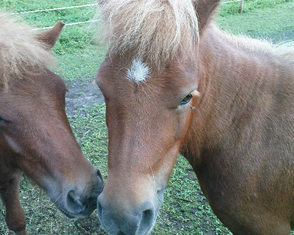 Zuchtstute Rhena vom Purnitzgrund (Shetland Pony, 2005, von Bonito)