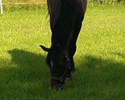 dressage horse Cheeky Lakota (Oldenburg, 2012, from Christ)