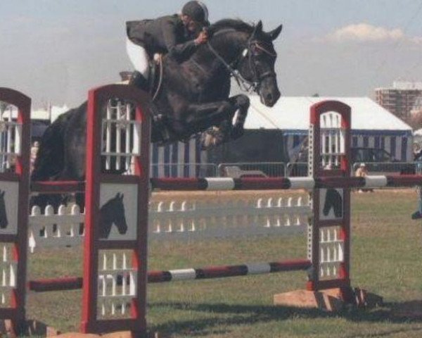 Pferd Pauldary's Romeo (Anglo Europäisches Sportpferd, 1994, von Racot)