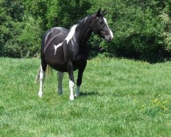 Zuchtstute Petrie (KWPN (Niederländisches Warmblut), 1997, von Legaat)