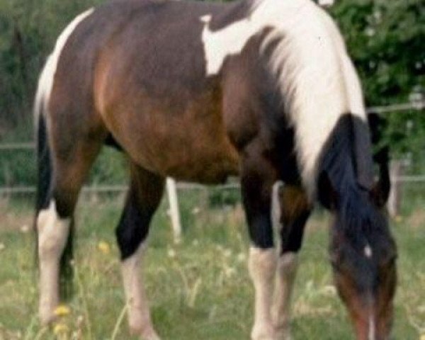 broodmare Aleska (Pinto / Small Riding Horse, 1994, from Astek)
