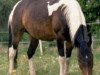 broodmare Aleska (Pinto / Small Riding Horse, 1994, from Astek)