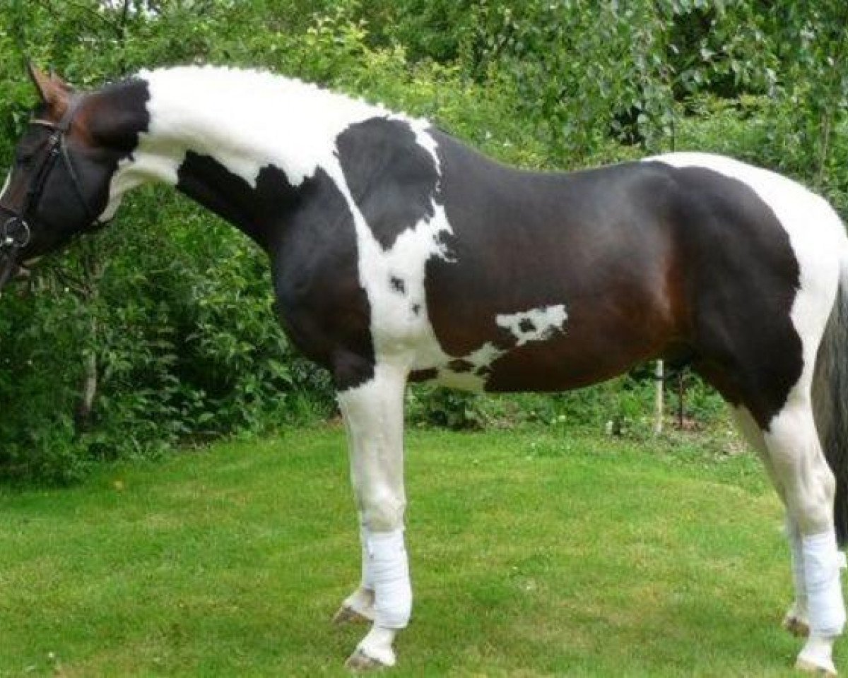 stallion Sempers Spirit (German Warmblood, 2003, from Semper)