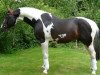 stallion Sempers Spirit (German Warmblood, 2003, from Semper)