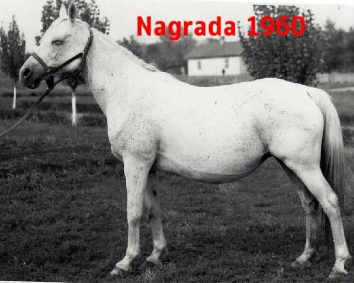 broodmare Nagrada 1960 ox (Arabian purebred, 1960, from Arax 1952 ox)