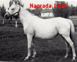 Zuchtstute Nagrada 1960 ox (Vollblutaraber, 1960, von Arax 1952 ox)