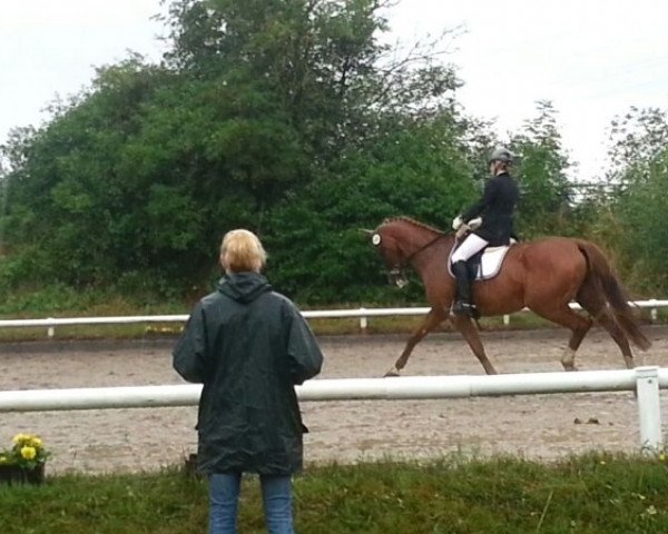 dressage horse Day Dream (Hanoverian, 2003, from Dacaprio)