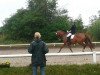 dressage horse Day Dream (Hanoverian, 2003, from Dacaprio)