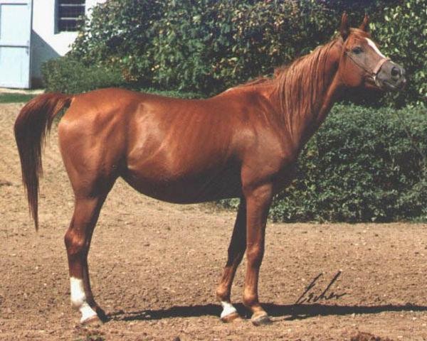 broodmare Vengria ox (Arabian thoroughbred, 1982, from Menes 1977 ox)