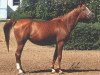 broodmare Vengria ox (Arabian thoroughbred, 1982, from Menes 1977 ox)