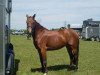 dressage horse Flip Flop (German Riding Pony, 2005, from Bartholomeo)